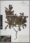 Foto von Salix atrocinerea Brot. x Salix phylicifolia L.